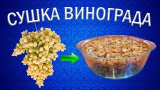 Как приготовить изюм из винограда кишмиш  Сушилка для овощей и фруктов Ezidri [upl. by Lougheed347]