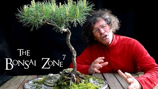 A Rainy Day for Styling Pine Bonsai The Bonsai Zone May 2020 [upl. by Pool642]