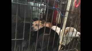 Yulin 2018 Dog Meat Festival Dogs Rescued China [upl. by Emil]