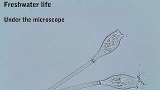 Freshwater wildlife under the microscope [upl. by Eive625]