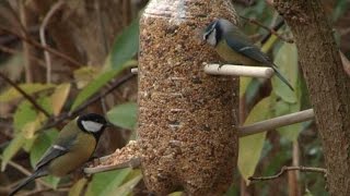 Vroege Vogels  Voedersilo maken voor koolmees en pimpelmees [upl. by Eliga]