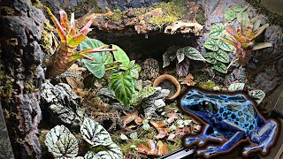 Poison Dart Frog Bioactive Vivarium Tutorial Azures Tinctorius [upl. by Farlie]