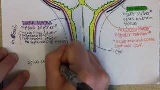 Meninges Part 3 [upl. by Atrebla]