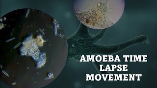 AMOEBA TIMELAPSE MOVEMENT [upl. by Llednik]