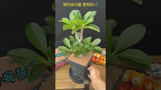 파키포디움 윈저리Pachypodium baronii var windsorii 아프리카식물 구근식물 succulent [upl. by Nelda]