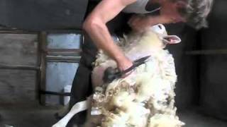 how to blade shear a sheep [upl. by Ludwigg339]