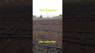 💧💧farming drip 💧irrigation💧system 💧farming 💧💧 [upl. by Hart]