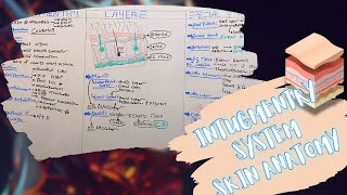 Intugmentry System Layers amp Special Structures of The Skin شرح بالعربى [upl. by Nahej]