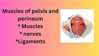 Muscles of pelvis and perineum  Anatomy Models [upl. by Adnilra279]