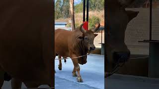 💪 bull walking on road bulls animal cow cattle nature animalgraze [upl. by Hsak]