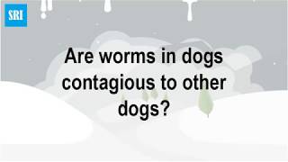 Are worms in dogs contagious to other dogs [upl. by Iana]