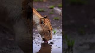 Monsters of the forest… wildphotography lion tiger bigcat shorts [upl. by Nylrak]