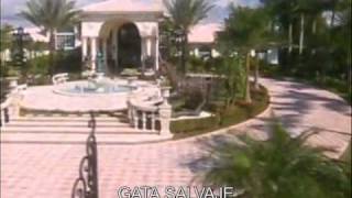 GATA SALVAJE  Soundtrack 8wmv [upl. by Lebiralc]