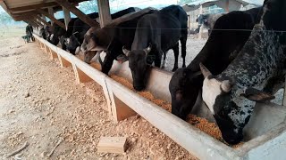 Cuidando dos Animais no Sítio Nossa Manhã Rural [upl. by Holmann]