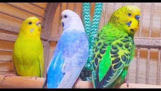 A unique recording of 10 Hr parakeet birds singing to help people relax and rid of anxiety [upl. by Lamiv]