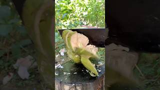 AMAZING BIG GOLDEN COCONUT CUTTING shorts fresh streetfood viral fyp satisfying fresh [upl. by Kriss]