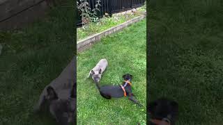 Dog chase  French bull dog vs Patterdale Terrier [upl. by Bergess267]