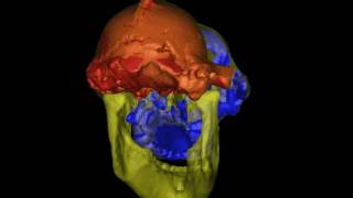 Paranthropus BLACK4CodecLargeavi [upl. by Metzgar711]