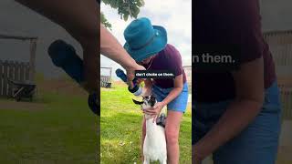 My NEW favorite method to Copper Bolus our goats homestead youtubeshorts goat shortvideo [upl. by Nuawtna]