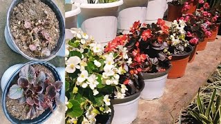 How to grow Mini begonias easy without fertilizers Mini begonia pruning [upl. by Schaaff7]