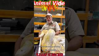 Pet python and egg collection animals python [upl. by Eniamaj]