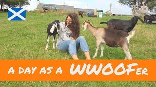 A day in the life of a WWOOFer  Scottish Highlands [upl. by Sug]