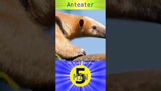 Anteater  Short [upl. by Lazaro]