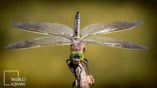 Dragonflies eat mosquitoes gnats and cicadas making them an important part of the ecosystem [upl. by Lightfoot]