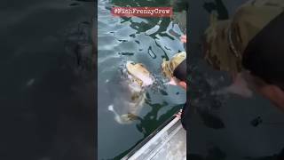 Incredible Goliath Grouper The Ocean Giant [upl. by Tomasz]