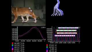 Dog Gait Analysis in 3D with Simi Motion [upl. by Josephine821]