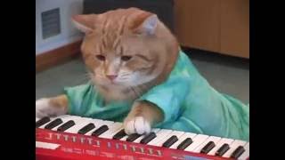 Keyboard Cat REINCARNATED [upl. by Anderer]