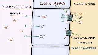 How Does Furosemide Work Understanding Loop Diuretics [upl. by Melda353]