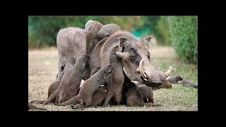 10 Fascinating Symbiotic Relationships Between Animals [upl. by Ellenaj]