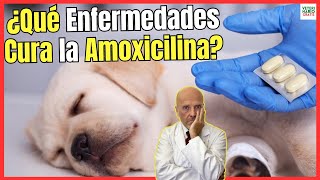 🔴¿QUE ENFERMEDADES CURA LA AMOXICILINA EN PERROS ¿CÓMO SE DA Y ¿PARA QUÉ SIRVE 🔴 [upl. by Kipton]