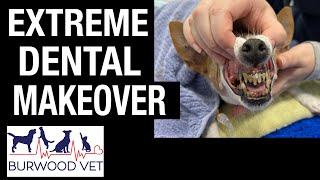 Extreme Dog Dental makeover Some of the worst teeth we have seen [upl. by Renruojos]