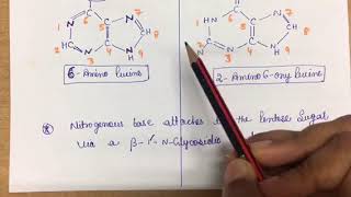 Purine  Its Structure  role in DNA  importance [upl. by Nitneuq341]