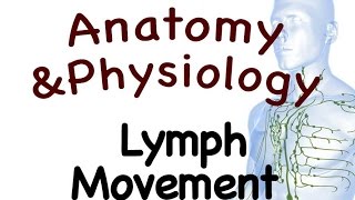 Lymphatic System  Lymph Movement In The Lymphatic System 1503 [upl. by Ahsieken]