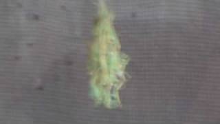 Praying Mantis  Hatching cocoon [upl. by Kelvin]