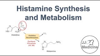 Histamine Synthesis and Metabolism Pathway [upl. by Ijic]