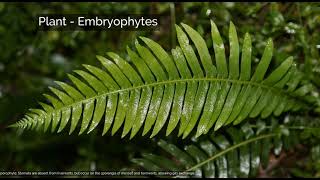 Plant  Diversity  Evolution  Embryophytes  Fossils [upl. by Nadia]