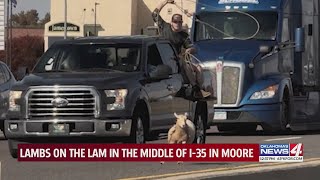 Lambs caught safely after running loose on I35 in Moore [upl. by Tuneberg]