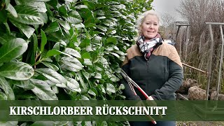 Kirschlorbeer Hecke schneiden wie ein Profi Pflege und Schnittanleitung [upl. by Eonak597]