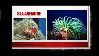 Classification of Cnidaria and Porifera Part 2 Explained in Urdu [upl. by Namdor313]