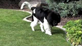 Titan 7 months old Landseer Newfoundland [upl. by Bostow]