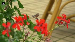 quot¡Increíble La Polilla Que Se Mueve Como un Colibrí Mientras Se Alimenta de Néctarquot [upl. by Annet]