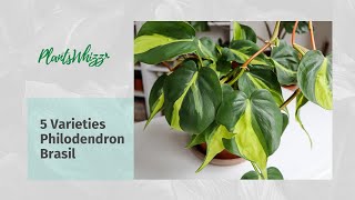 5 Varieties Philodendron Brasil Plantcare [upl. by Ailegna]