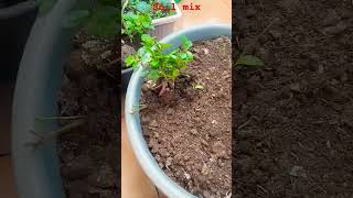 Soil mixnaturalfarming balconygarden brahmakamalplant organicgardens herbals vegetables [upl. by Millie]