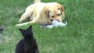 Dog playing with kittens [upl. by Atwood205]