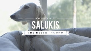 ALL ABOUT LIVING WITH SALUKIS THE DESERT HOUND [upl. by Gokey]