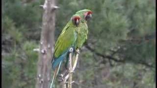 Military Macaw in Chihuahua Mexico [upl. by Kcirdot]